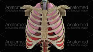 Anatomed - 3D医学图像截图4
