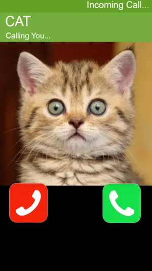 Call Cat 2截图4