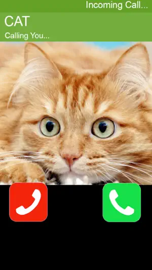 Call Cat 2截图1
